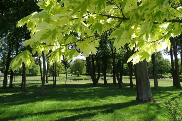 Upały w Łódzkiem: IMGW wydał ostrzeżenie 3. stopnia – nawet 37°C