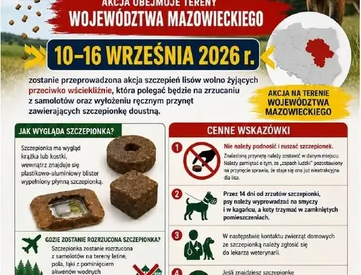 Szczepienie lisów przeciw wściekliźnie w województwie mazowieckim – ważne informacje